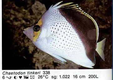 Chaetodon tinkeri